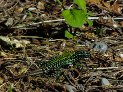 Podarcis muralis