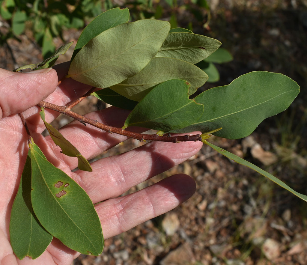 Erythroxylum ellipticum
