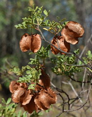 Dodonaea physocarpa