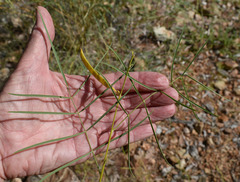 Tephrosia savannicola