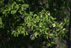 Terminalia subacroptera