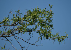 Dolichandrone alternifolia