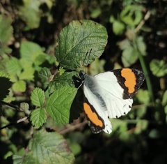 Eroessa chiliensis
