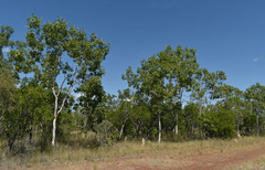 Corymbia grandifolia
