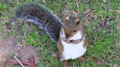 Sciurus carolinensis