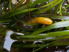 Liparis mucosus