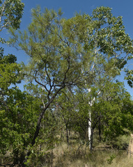 Grevillea parallela