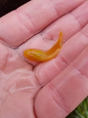 Liparis mucosus