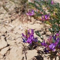Astragalus lentiginosus