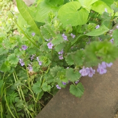 Glechoma hederacea