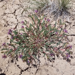 Astragalus lentiginosus