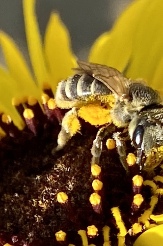 iNaturalist observation photo of Ligated Furrow Bee