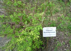 Spiraea syringaeflora