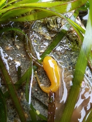 Liparis mucosus