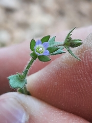 Campanula erinus