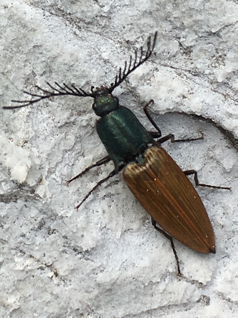 Ctenicera