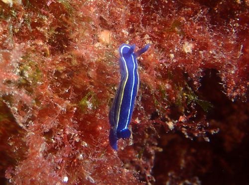 Felimare orsinii