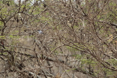 Polioptila nigriceps
