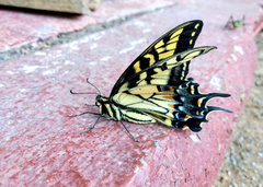 Papilio alexiares