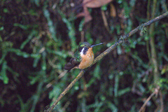 Lampornis
