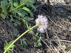 Valeriana arizonica