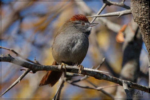 petrim (Synallaxis frontalis)