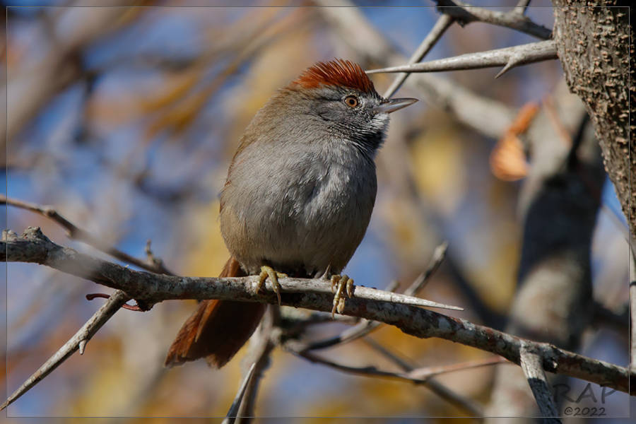 Sooty-fronted Spinetail (Synallaxis frontalis)