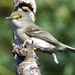 Bermuda White-eyed Vireo - Photo (c) Miguel A Mejias, PhD., some rights reserved (CC BY-NC), uploaded by Miguel A Mejias, PhD.