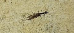 Xanthostigma xanthostigma