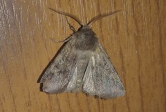 Cerastis leucographa