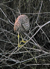 Nycticorax nycticorax image