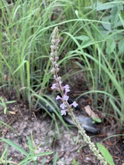 Verbena carnea