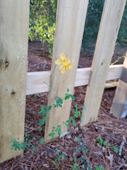 Chapmannia floridana