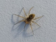 Oecobius maculatus