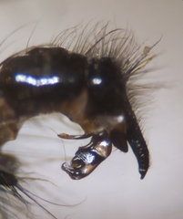 Sarcophaga variegata