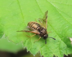 Abia lonicerae