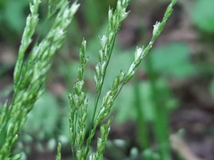 Sphenopholis obtusata