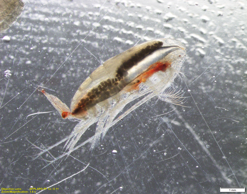 Familia Calanidae · iNaturalist Mexico