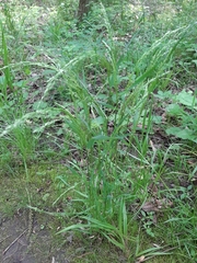 Sphenopholis obtusata