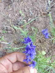 Delphinium verdunense