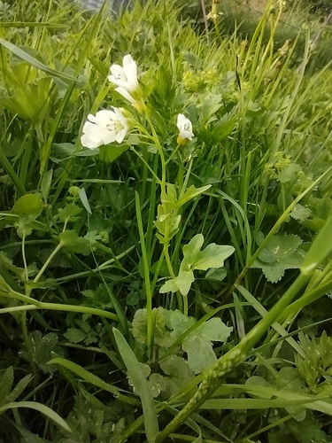 Gorka režuha (Cardamine amara)