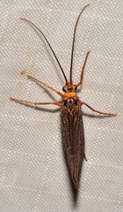 Pseudostenophylax sparsus