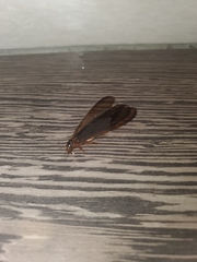 Odontotermes formosanus