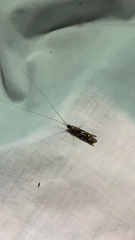 Macrostemum zebratum