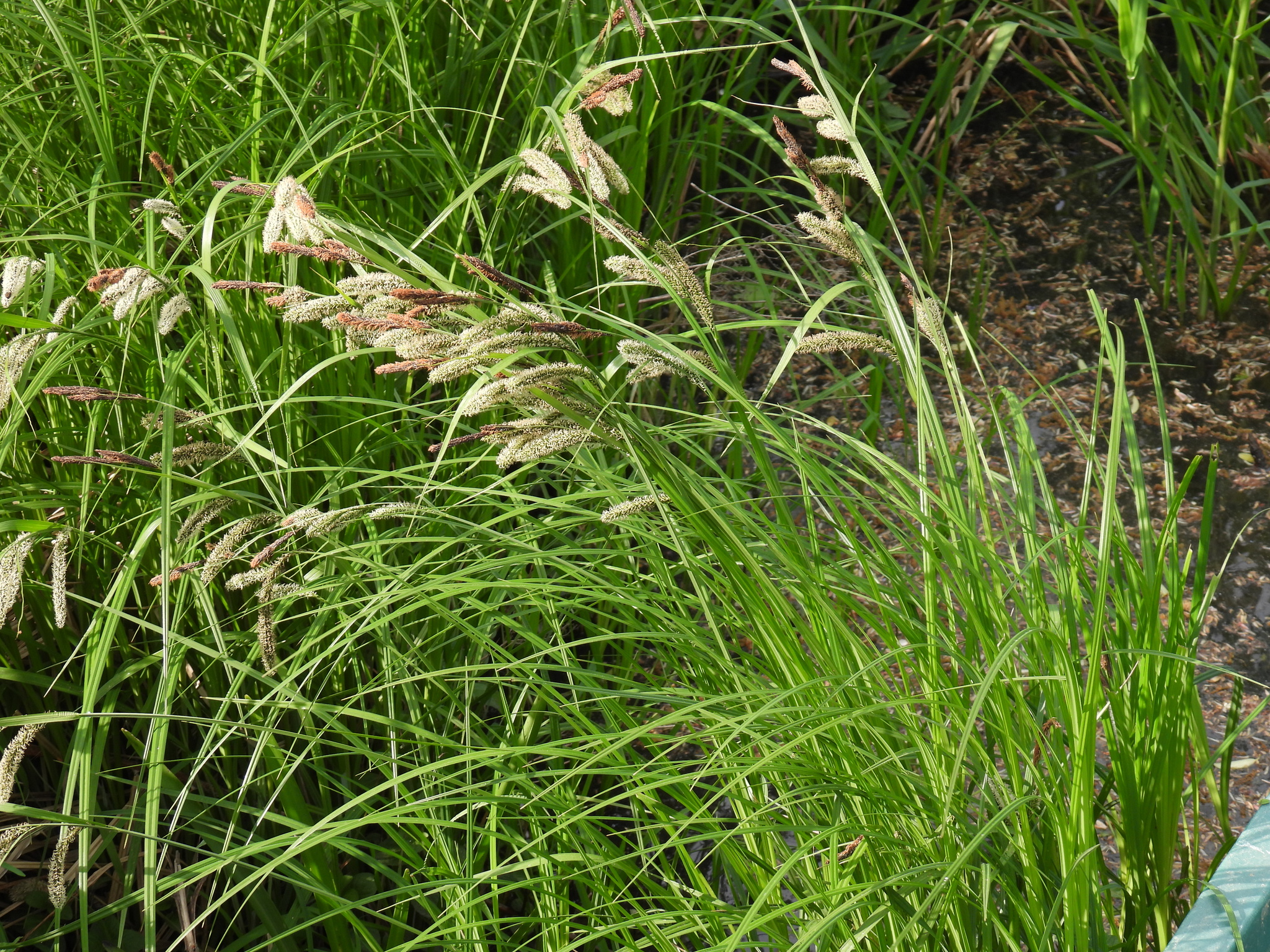 Carex Rostrata Stokes