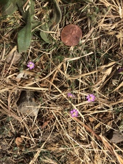 Spergularia bocconei