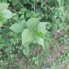 Magnoliopsida