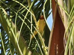 Setophaga petechia bryanti