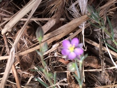 Spergularia bocconei