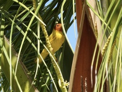 Setophaga petechia bryanti